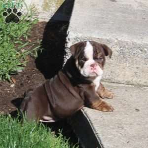 Ellie, English Bulldog Puppy